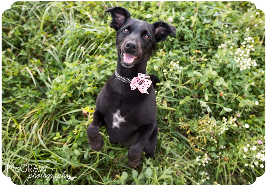 Charlotte NC Pet Photographer