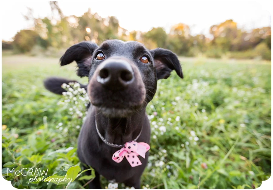 Charlotte NC Pet Photography