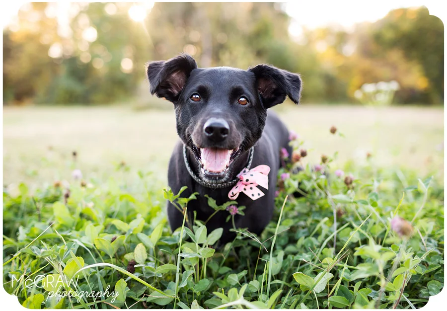 North Carolina Dog Photographer
