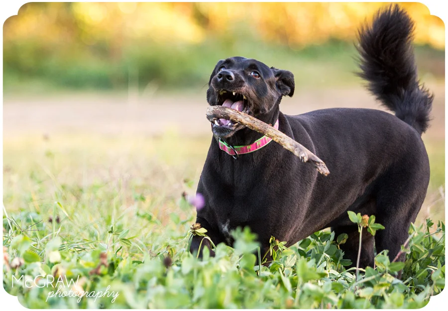 North Carolina Dog Photography