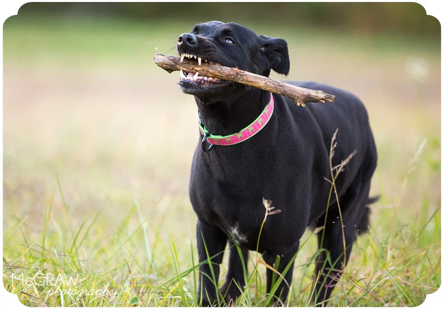 North Carolina Pet Photographer
