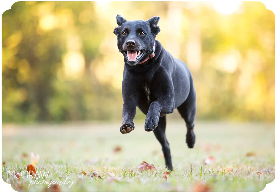 Modern Images for Posh Pets