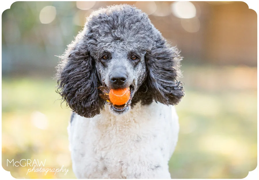 Carolina's Pet Photographer