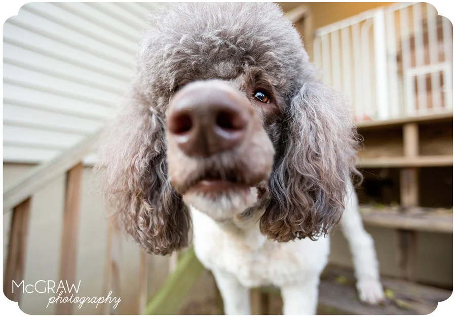 Dog Portrait Photos