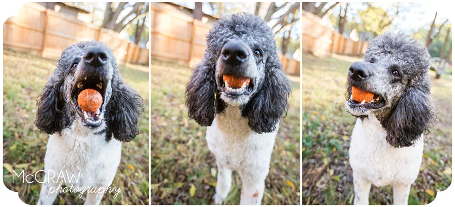 Mooresville Pet Portraits