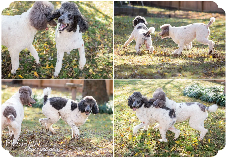 Playful Poodle Images