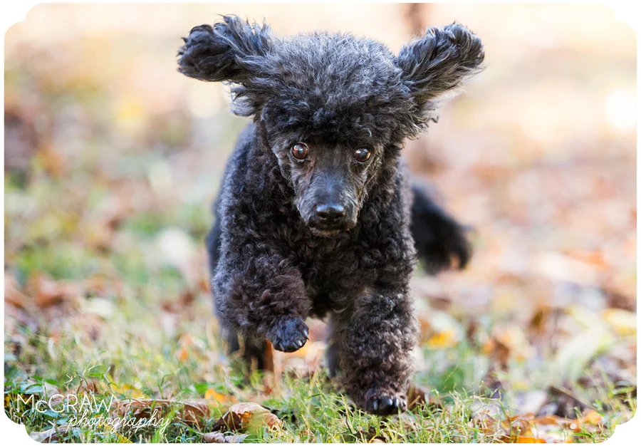 Charlotte NC Pet Photographer