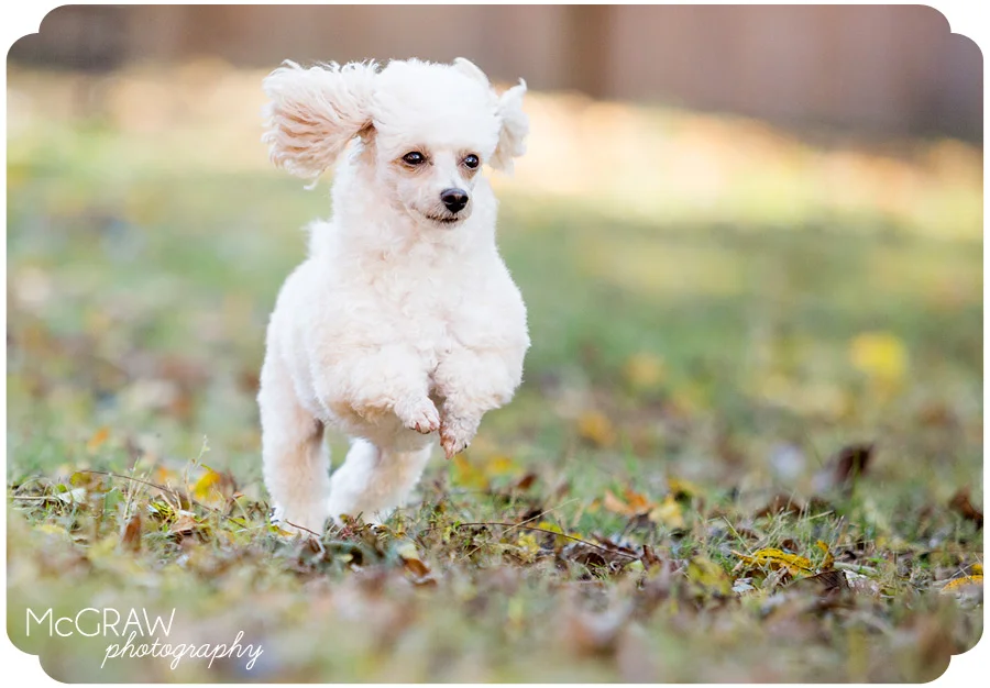 Poodle Portraits