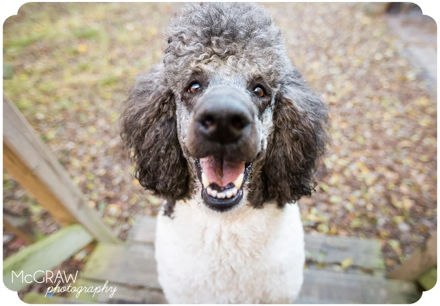 Fun Dog Portrait Photographer