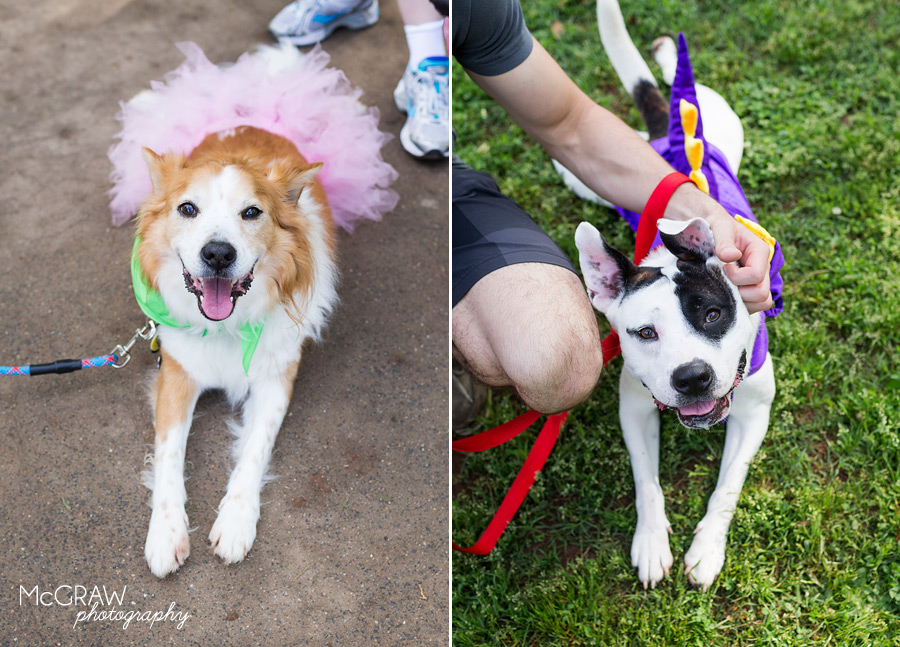2015PetPalooza_1.jpg