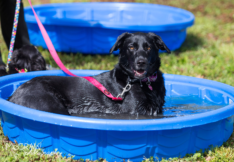 2015PetPalooza24.jpg