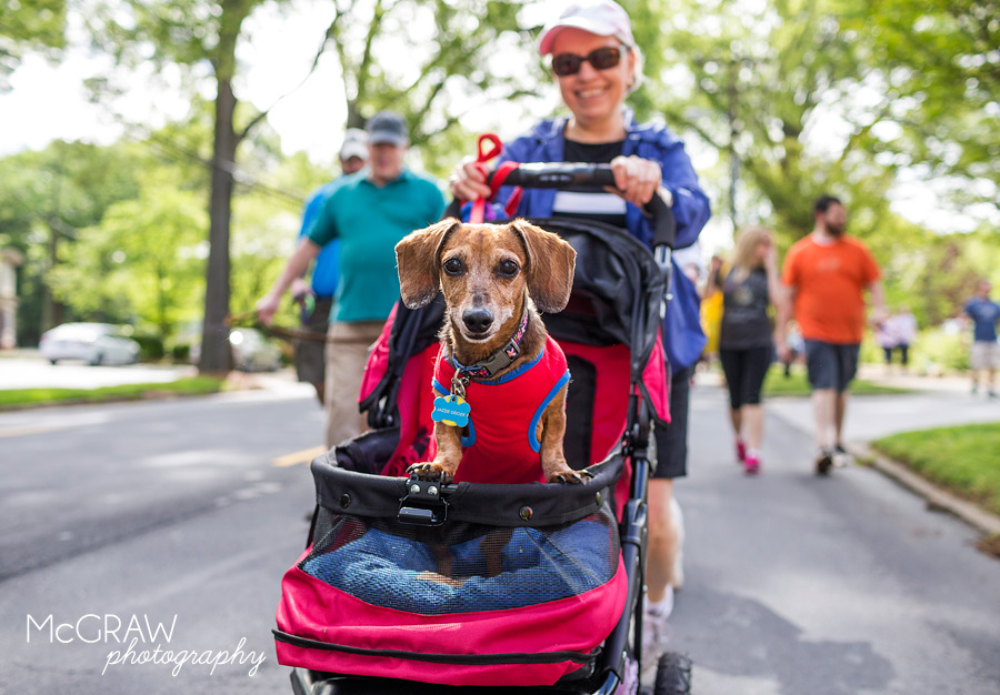 2015PetPalooza28.jpg