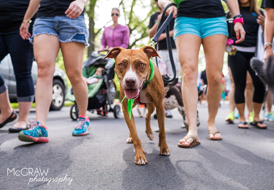 2015PetPalooza32.jpg