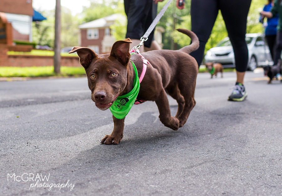 2015PetPalooza33.jpg