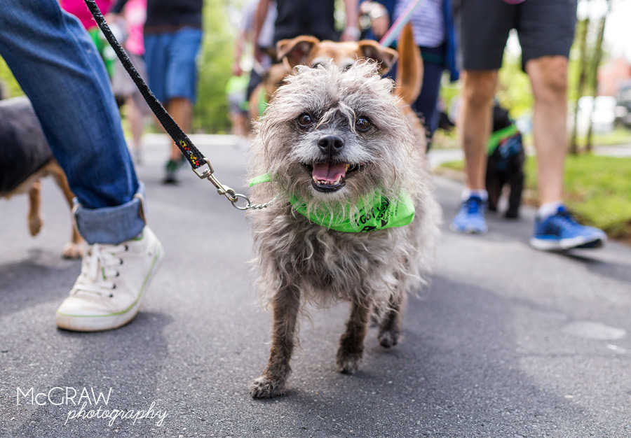 2015PetPalooza35.jpg