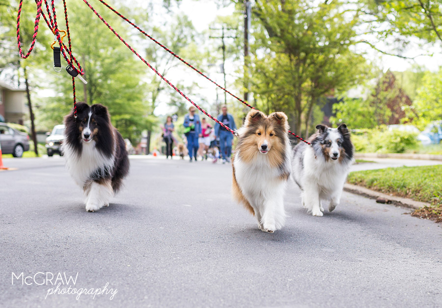 2015PetPalooza36.jpg