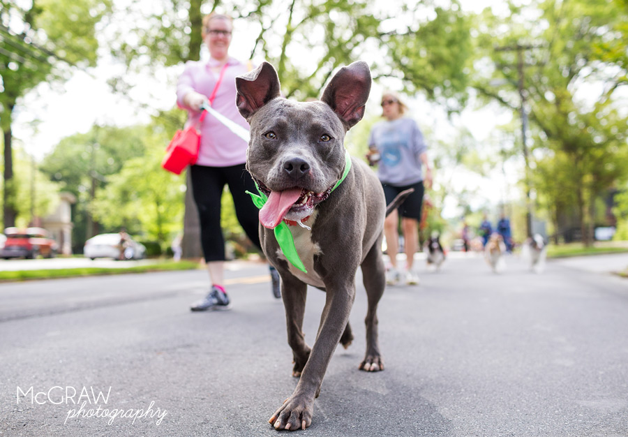 2015PetPalooza37.jpg