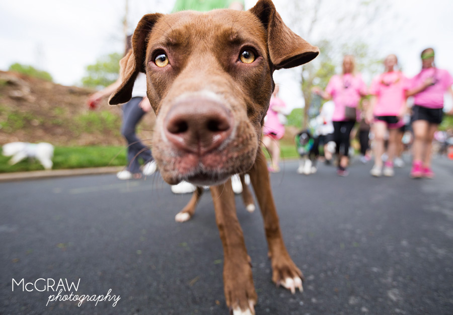 2015PetPalooza43.jpg