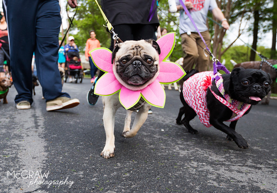 2015PetPalooza44.jpg