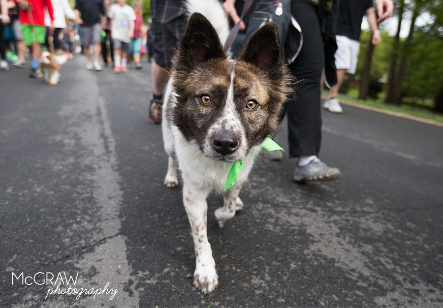 2015PetPalooza46.jpg