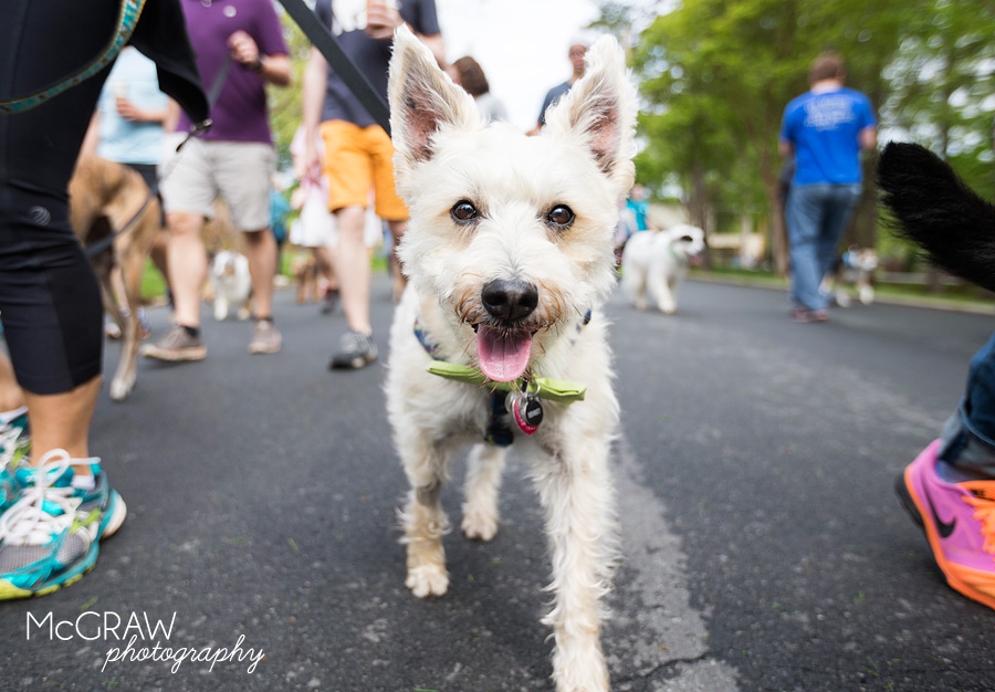 2015PetPalooza47.jpg