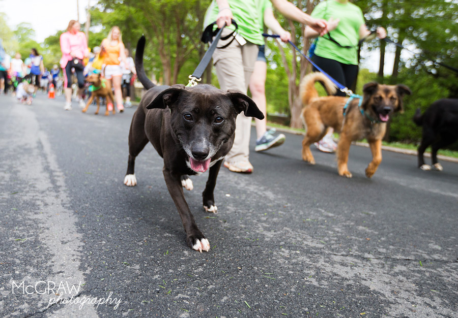 2015PetPalooza50.jpg