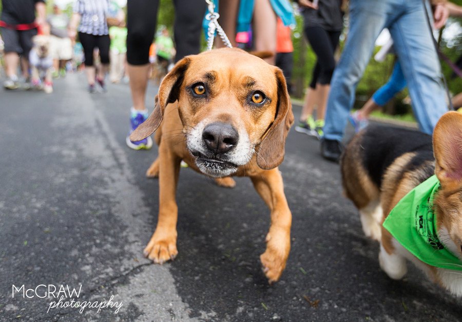 2015PetPalooza51.jpg