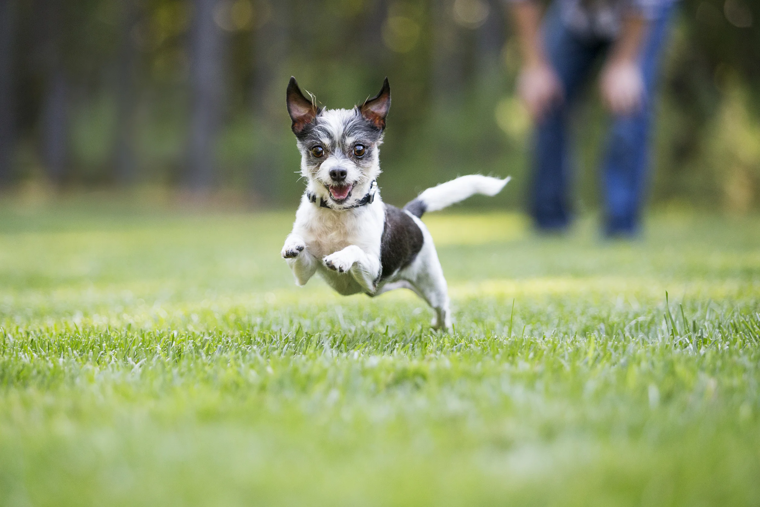 Model Call - Small Dogs!