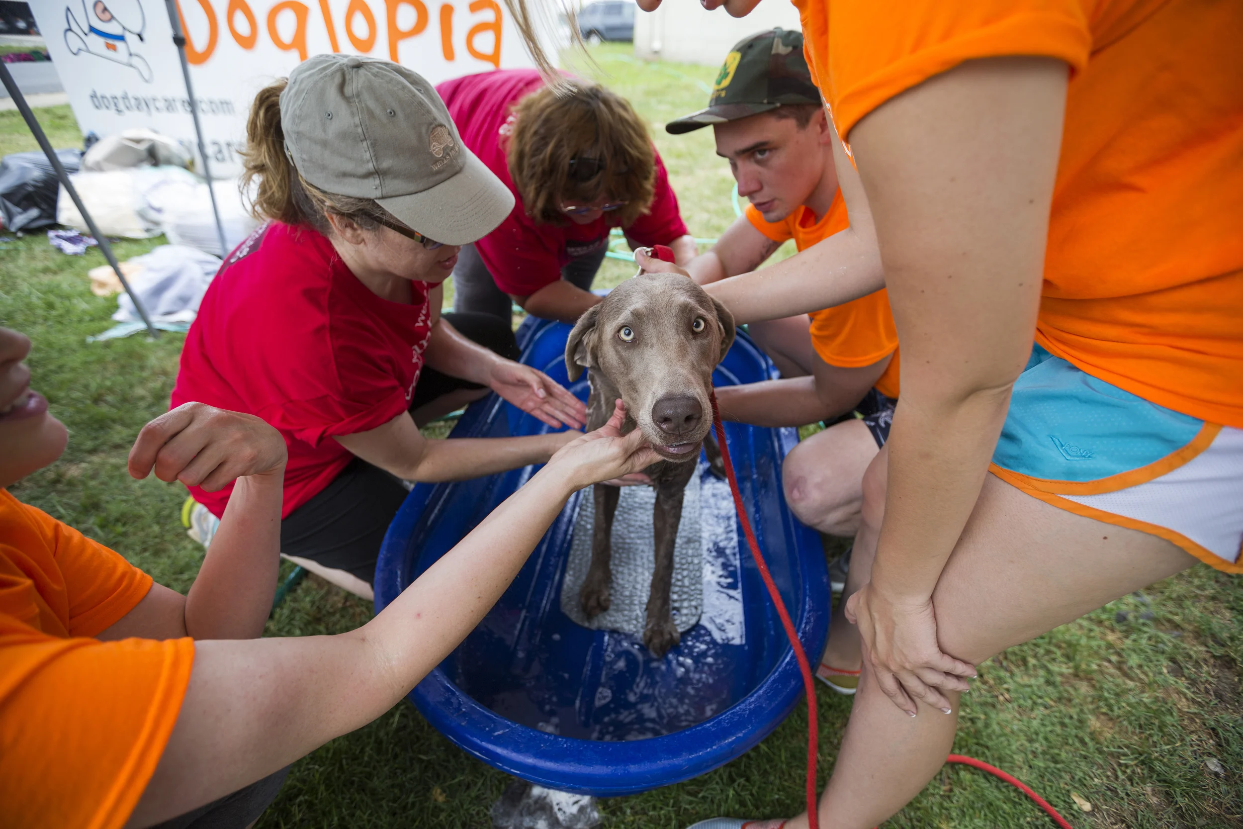 Dogtopia Dog Wash