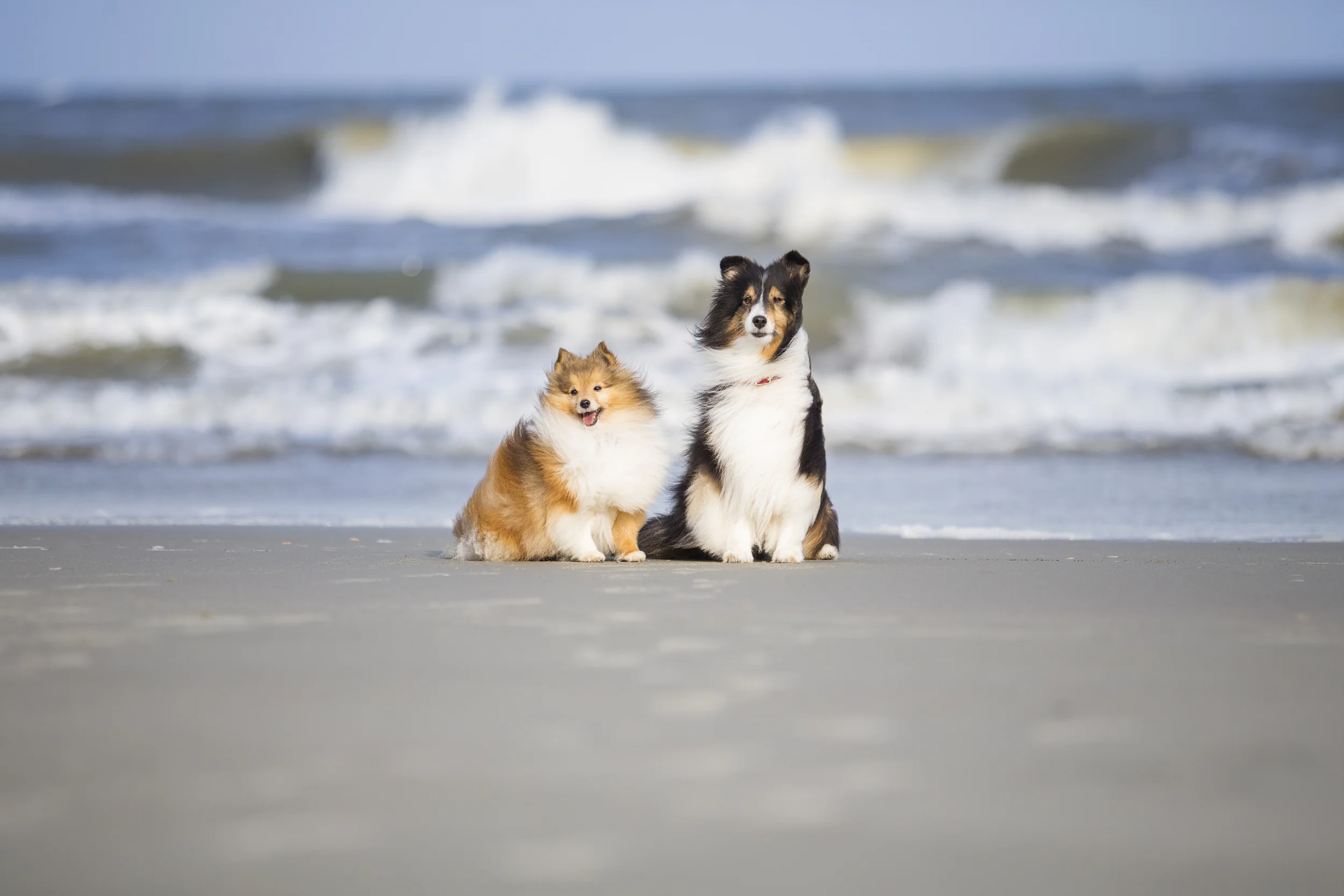 Windi & Crickett Beach Session