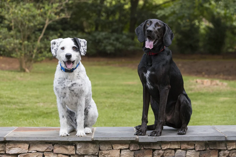 Lab Jack Russell Pit Mix