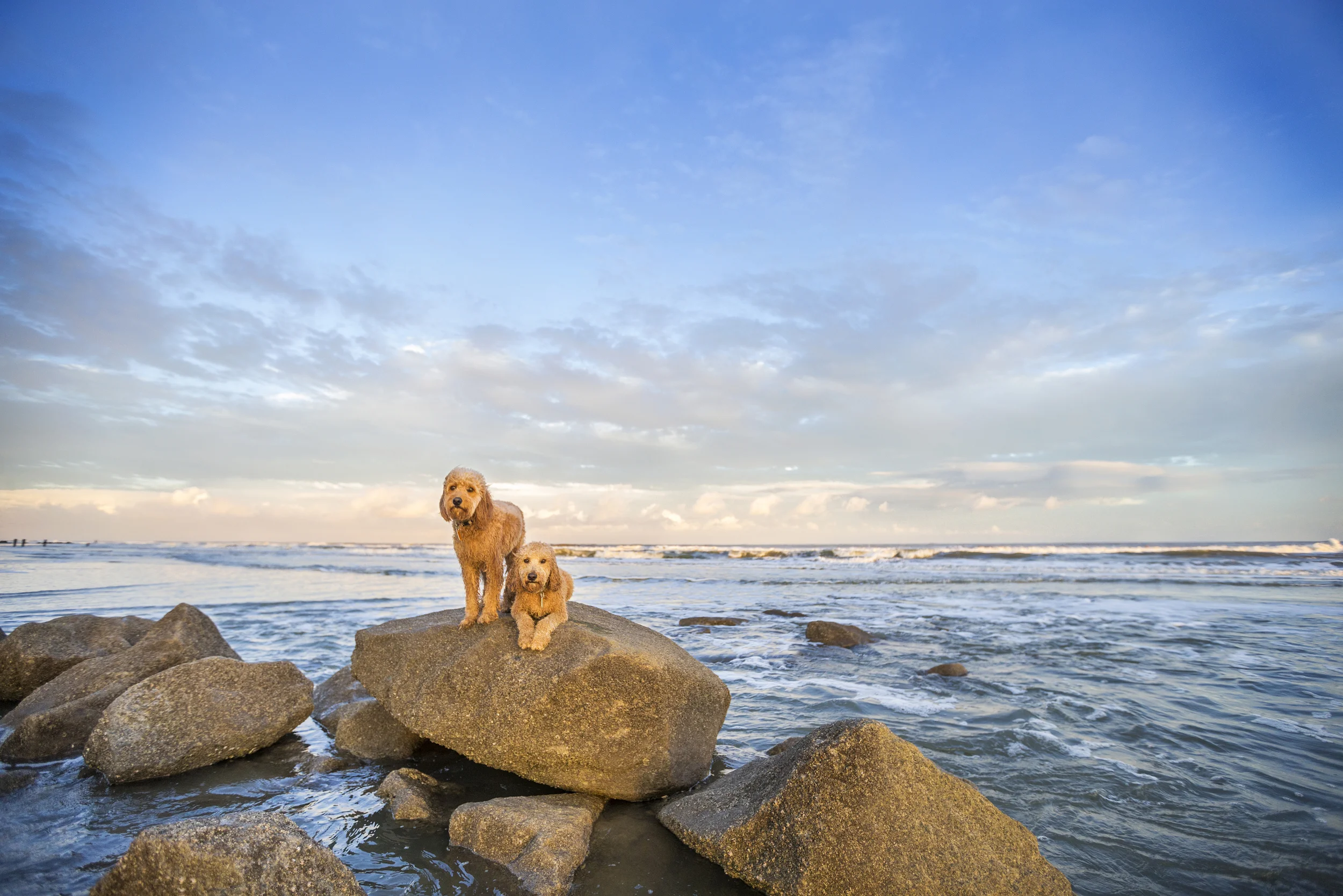Millie & Marlowe Beach Session