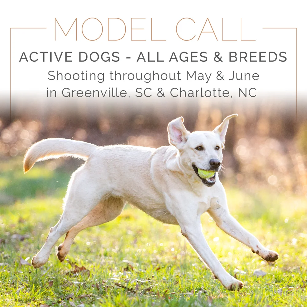 What Is The Fear Of Dogs Called