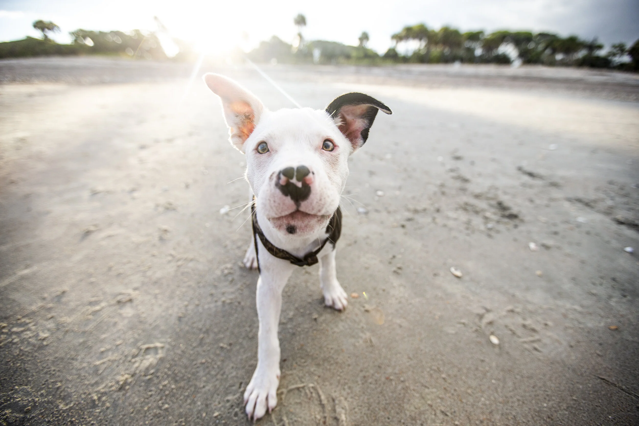 Axel + Ledger - Edisto Island, SC Pet Photography