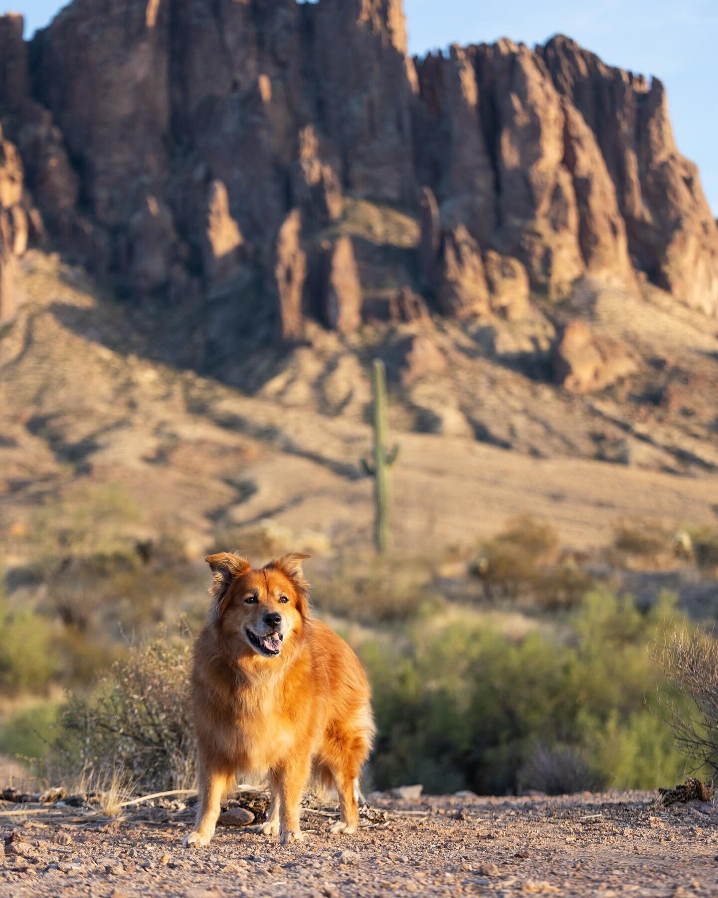 Isn&rsquo;t our desert so beautiful and majestic?!? Add a pup as handsome as Teddy in the mix and you got yourself something dreams are made of! 🐶🌵