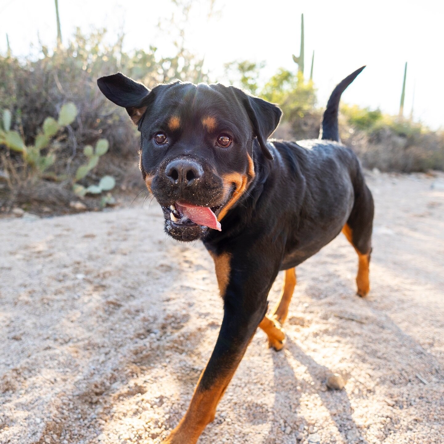 Tongue out, ears floppin&rsquo;, running free, and sand dusting her nose. 🐶 Meet Sora&hellip;the goofy, smart Rottie living her best life on a special trip to Tucson to celebrate her mom&rsquo;s birthday. Is the AirBnB dog friendly? ✅ Does the resta