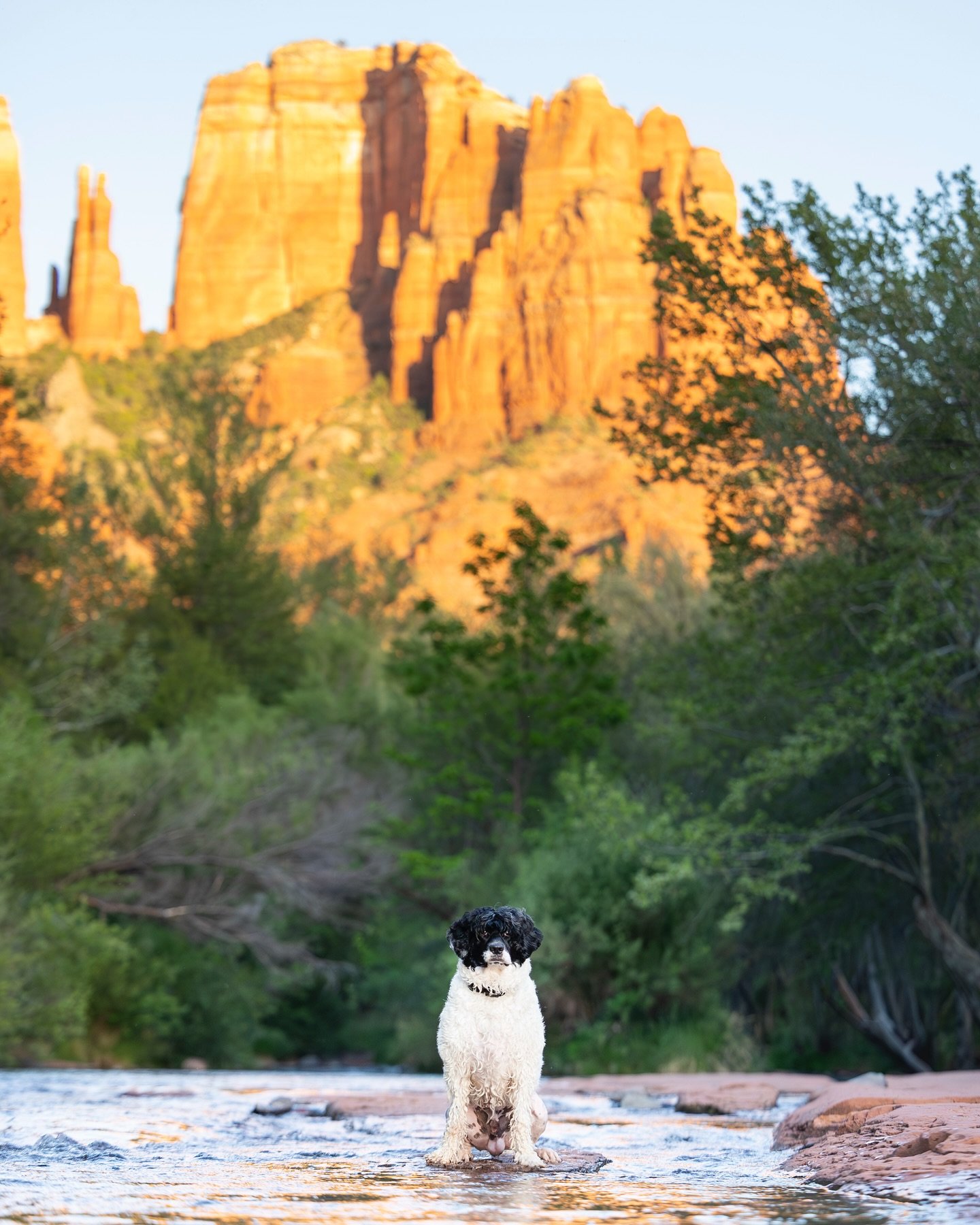 Sedona has quickly become one of my favorite places to shoot! I was lucky enough to photograph Boomerang in the red rocks during one of his stops on his cross-country trip with his parents. He&rsquo;s a Portuguese Water Dog so naturally his mom wants