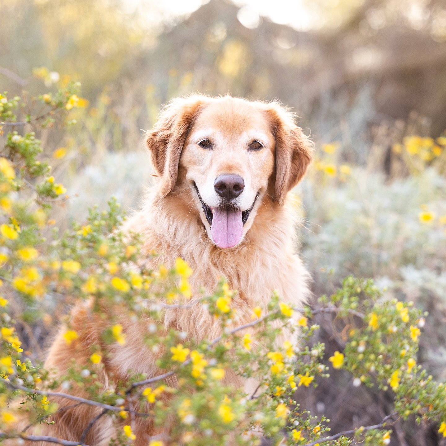 A Golden + golden hour + golden flowers + golden light = a treasure chest of gorgeousness!

#goldenretriever #goldensofinstagram #dogsofscottsdale #dogsofphoenix #petphotographer #professionalpetportraits #dogportraits #dogphotog #arizona #phoenixdog