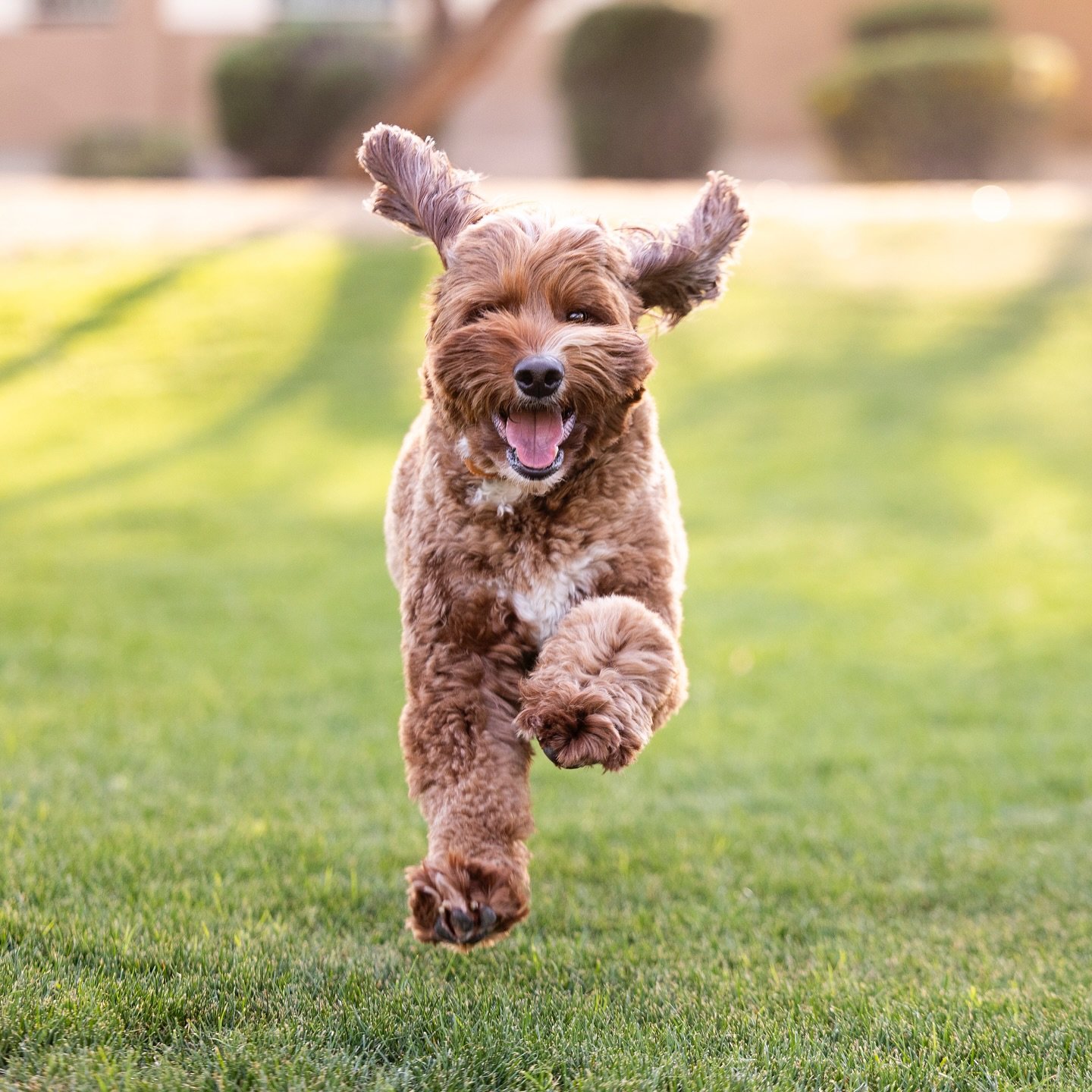 Flyin&rsquo; into July like weeeeeeeeeeee!!!

#doidle #goldendoodle #doodlive #doidlesofinstagram #petphotographer #dogphotographer #dophotog #phoenixpetphotographer #petportraits #scottsdaledogphotographer #petphotos #desertdog #playful #dogmodel