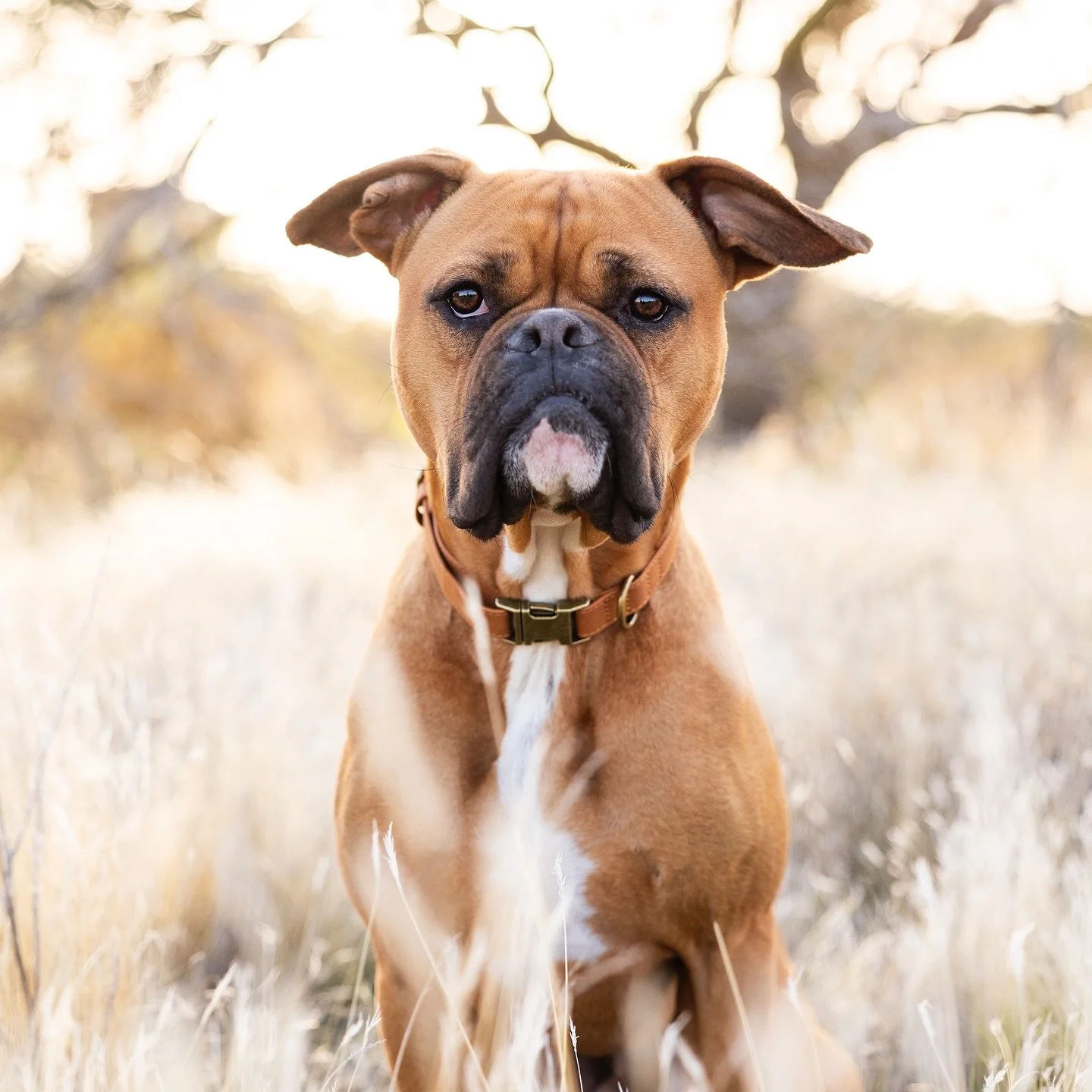 The definition of &ldquo;serious inquires only.&rdquo; 🥸 Hahaha&hellip;not even! When have you ever met a serious Boxer???? This face was just a front cuz playtime came and those jowls got to flyin&rsquo;!

#petphotographer #dogphotographer #petport