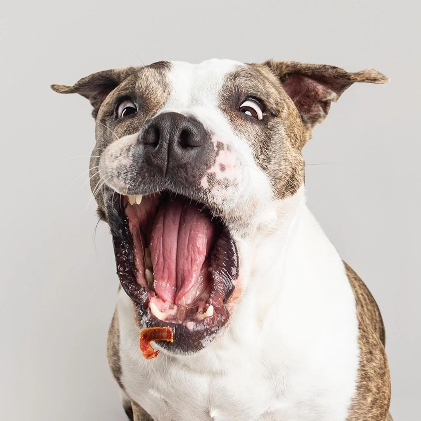 Poppy is just as excited as me! She&rsquo;s pumped for a treat but I&rsquo;m pumped to share that I&rsquo;ve been working behind the scenes to make some changes here at SMP! I&rsquo;ve combined my studio business and outdoor photography into one!!! W