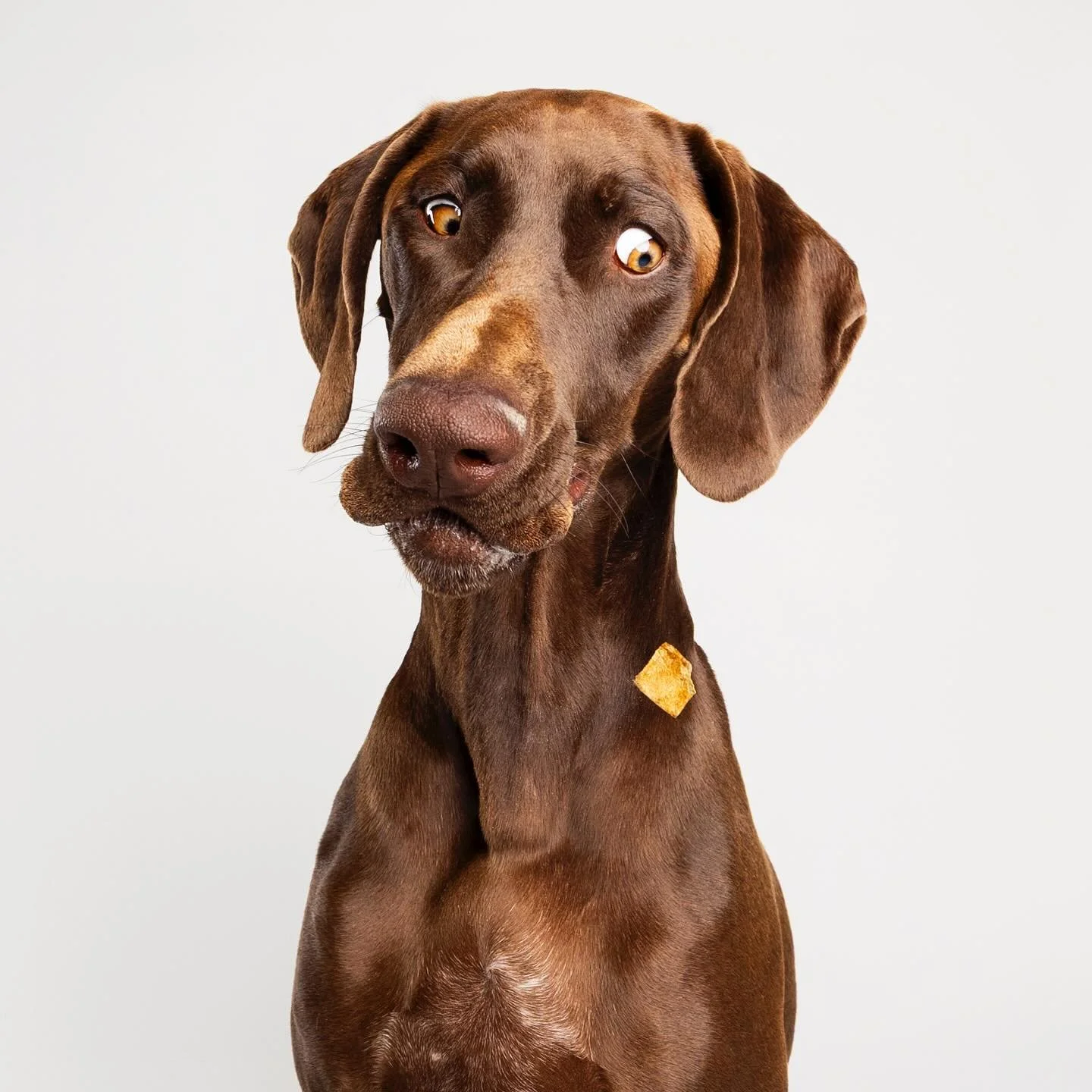 Beef liver treat: 1 | Mouth: 0

These playful, goofy shots are always my clients&rsquo; favorites and I&rsquo;m here for it!! These expressions happen in milliseconds and there is nothing better than to see them frozen in time. Who is all about the p