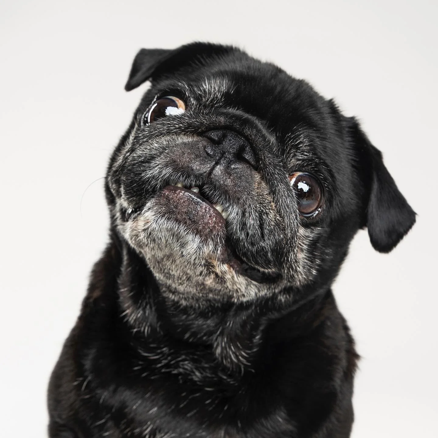 Pearl turned 10 on the 10th and had a special session to celebrate!!! The world is still very much her oyster! See what I did there. 😉 Let&rsquo;s all wish this beautiful gem a belated birthday! 🥰