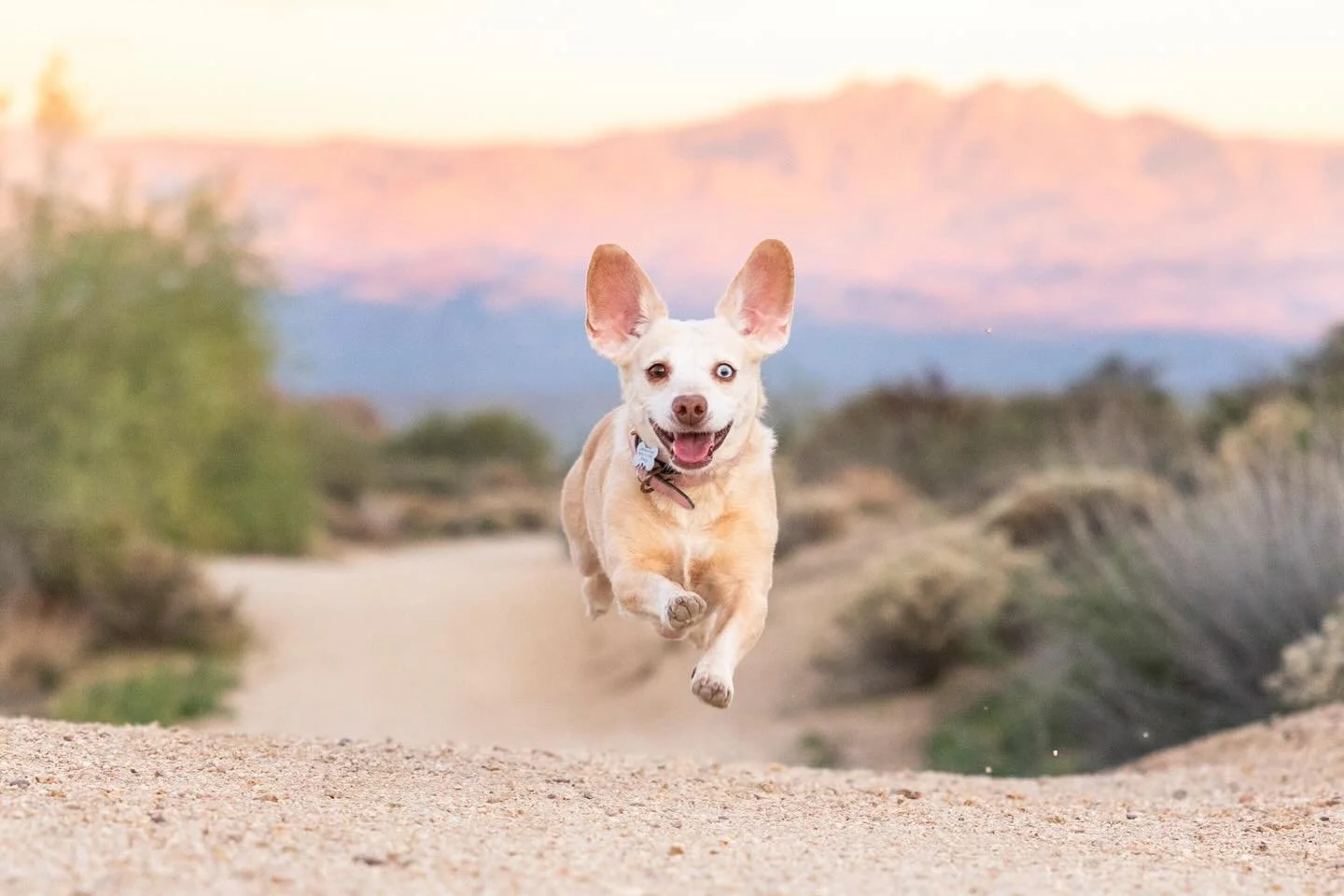 Meet Roxy! 
&bull; Self-proclaimed party girl 🥳 
&bull; Started the two-colored eye trend 👀
&bull; &ldquo;Forever Young&rdquo; is her Spotify top song of 2026 🎶
&bull; Voted &ldquo;Most Eclectic Breed Mix&rdquo; by her graduating class 🐕