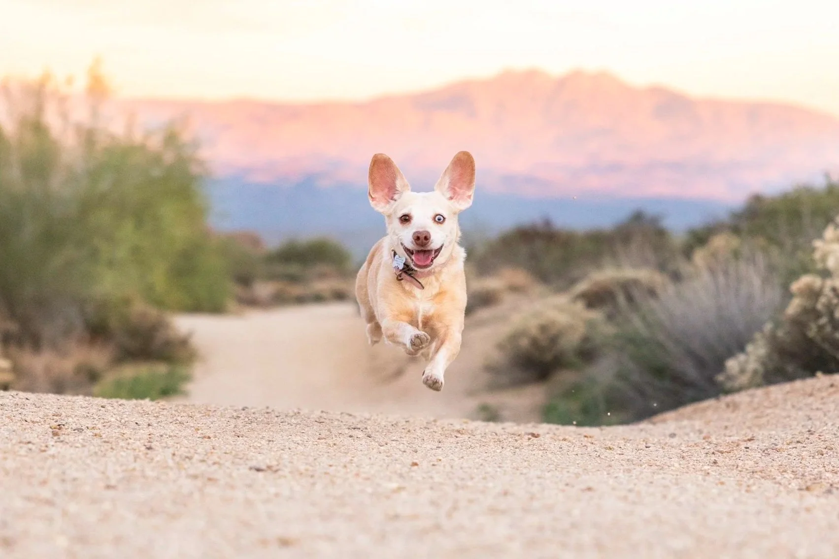 Roxy - Scottsdale, AZ Dog Photographer