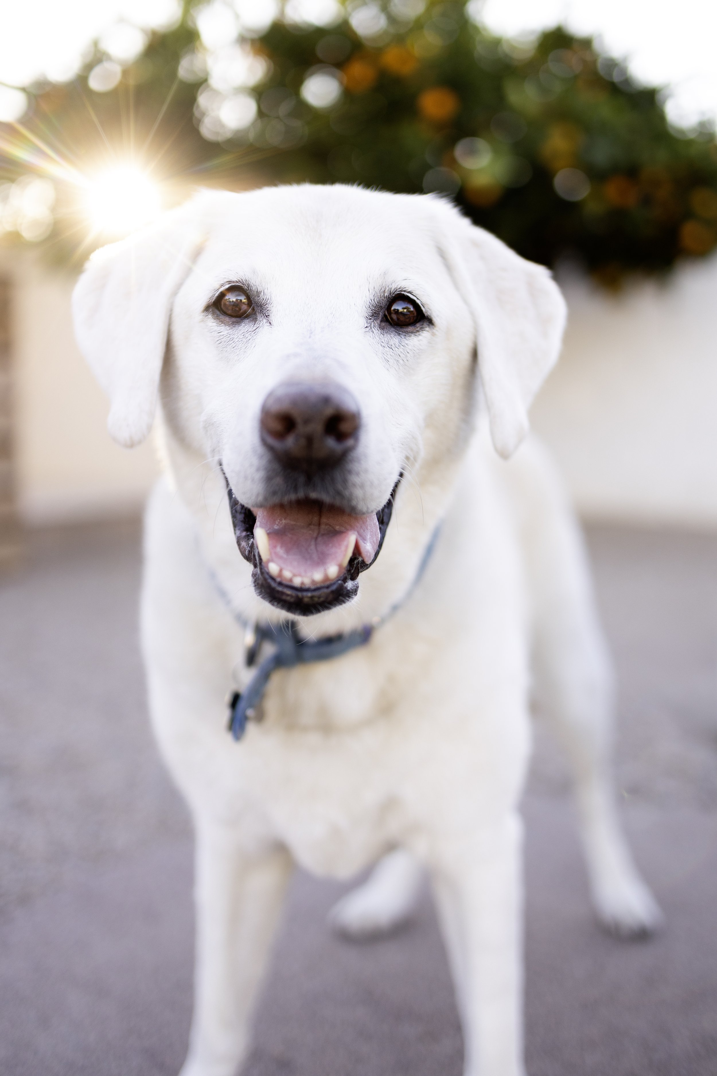 Ace + Annie - Phoenix, AZ Dog Photograpy