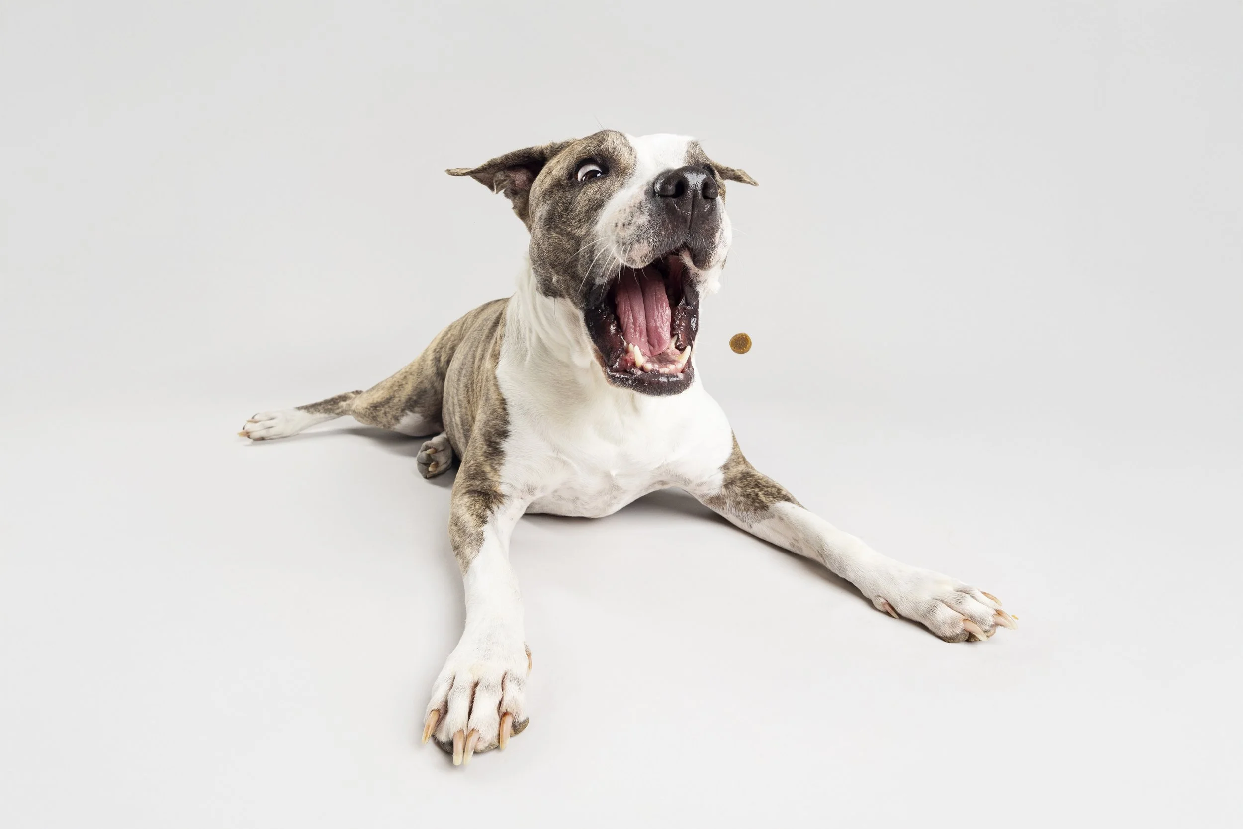 Poppy - Studio Session