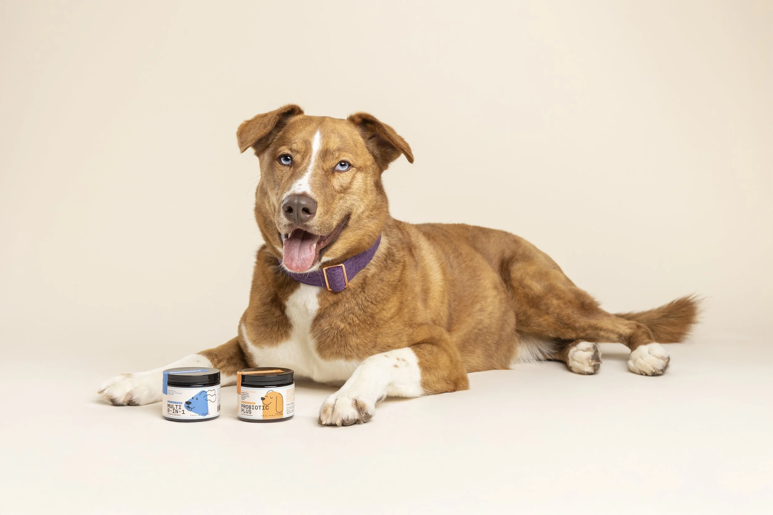 Pawgress - Commercial Pet Photographer