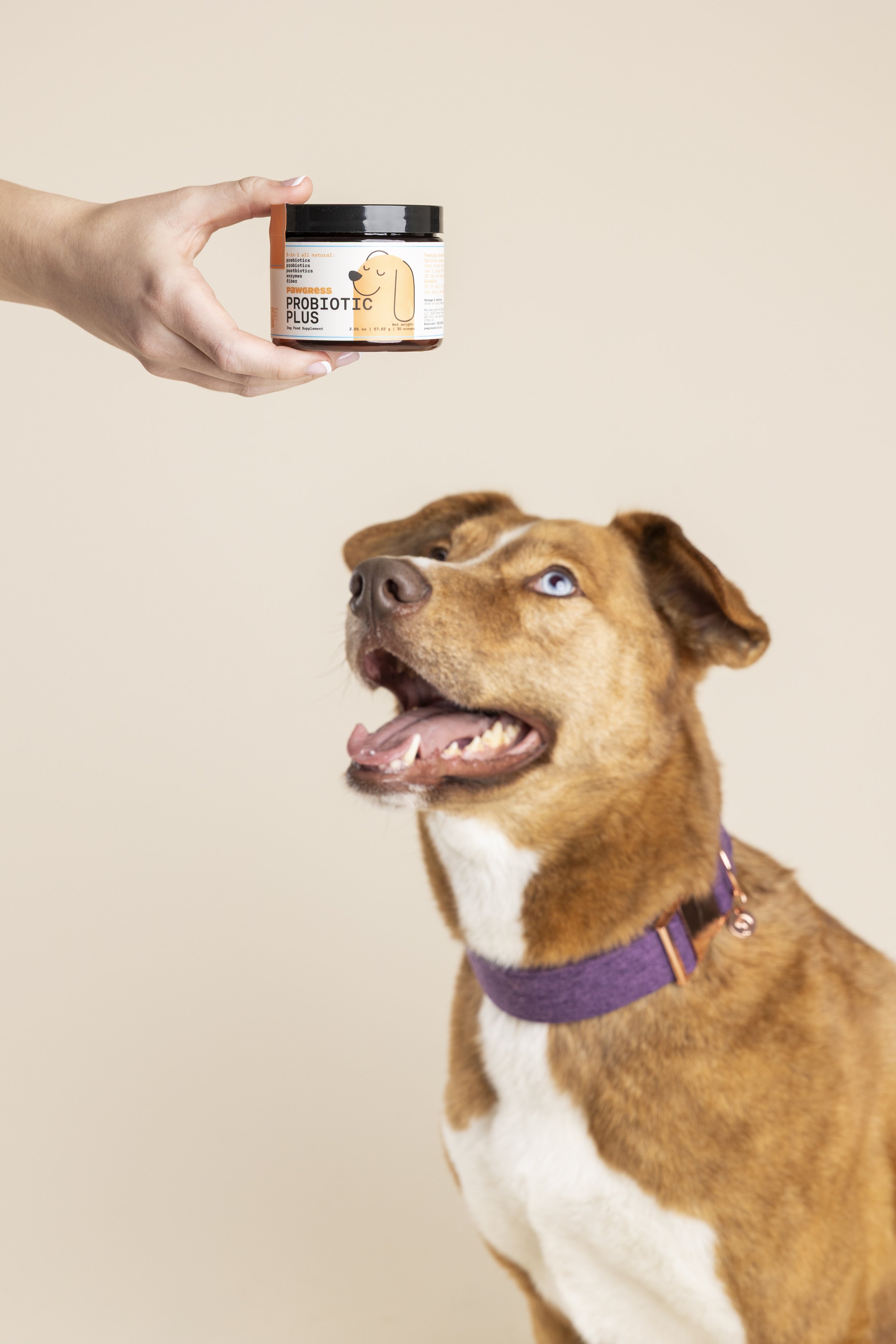 Pawgress-217 copy.jpg