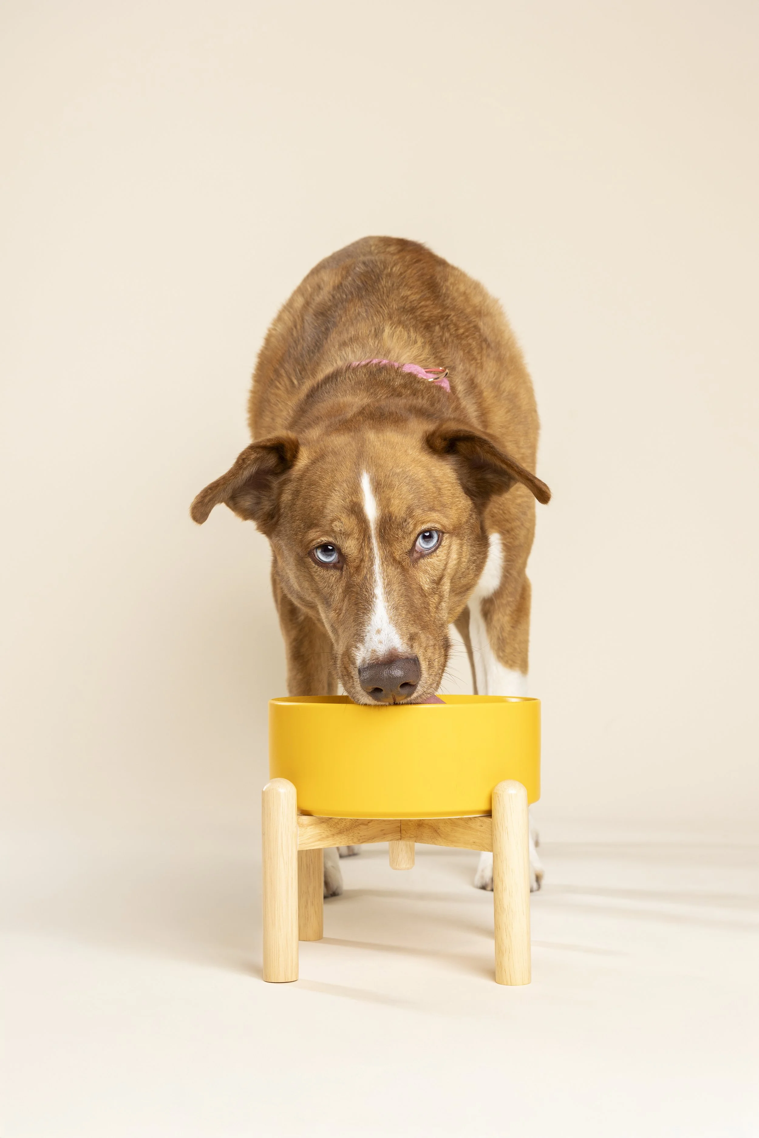 Pawgress-928 copy.jpg